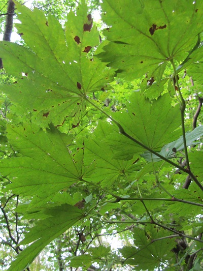 w004425rengeji2-1