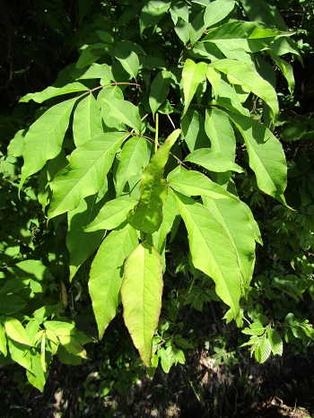 w004425rengeji21-1