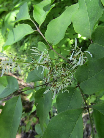 w004425rengeji21-2