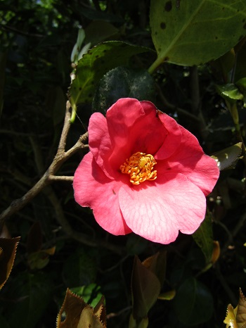 w004425rengeji22-3