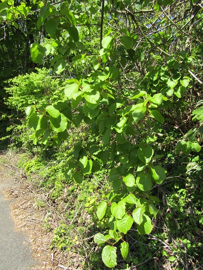 w004425rengeji23