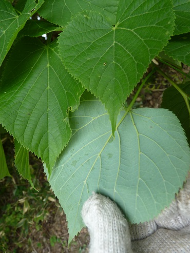 w004425rengeji24-1