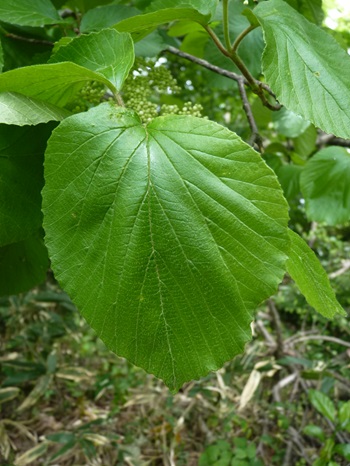 w004425rengeji25-1