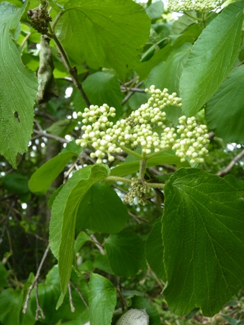w004425rengeji25-2