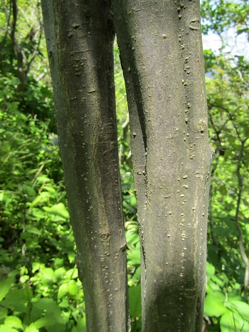 w004425rengeji25-3