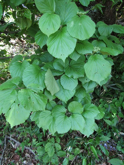 w004425rengeji25