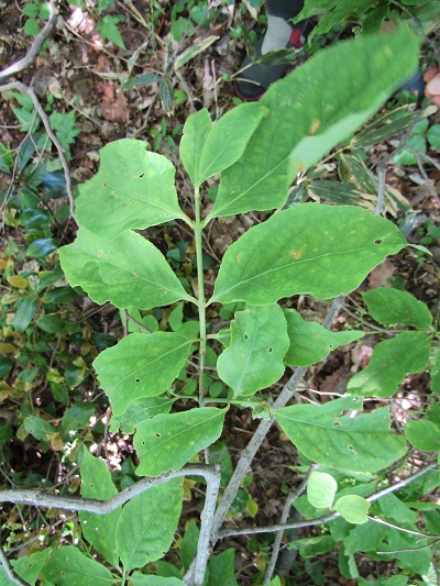 w004425rengeji26