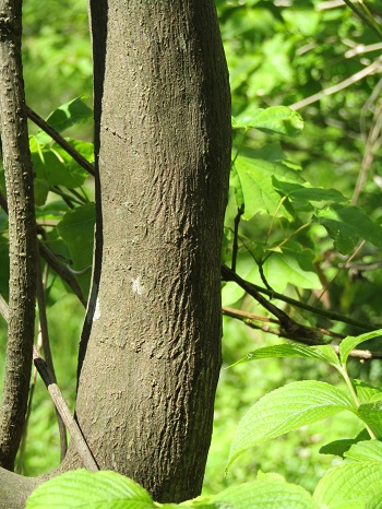 w004425rengeji27-2