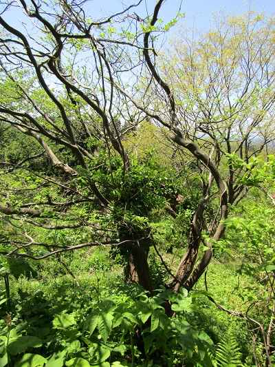 w004425rengeji27