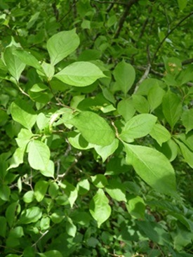 w004425rengeji28-1