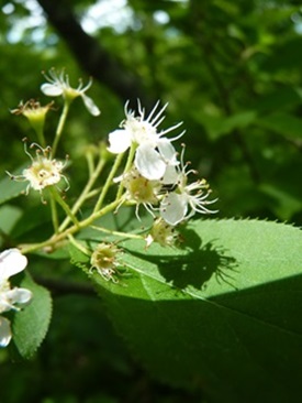 w004425rengeji28-2