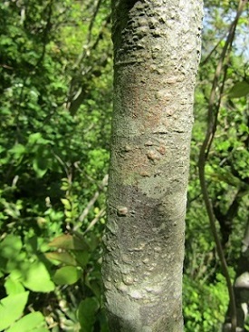 w004425rengeji28-3