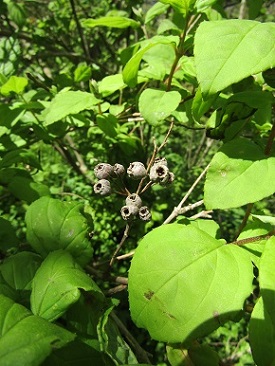 w004425rengeji28-4