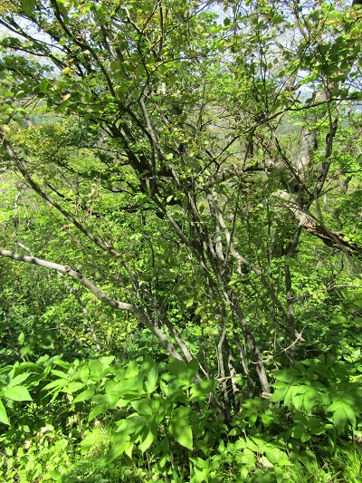 w004425rengeji28