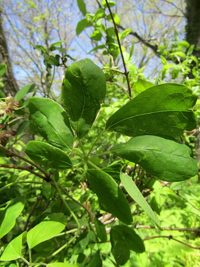 w004425rengeji29