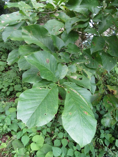 w004425rengeji4-1