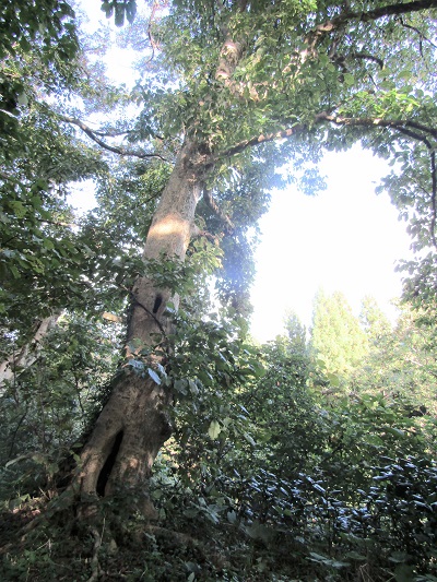 w004425rengeji4