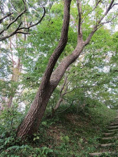 w004425rengeji5