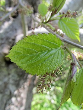 w004425rengeji6-1
