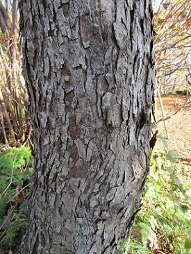 w004425rengeji6-2
