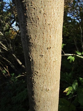 w004425rengeji6-3