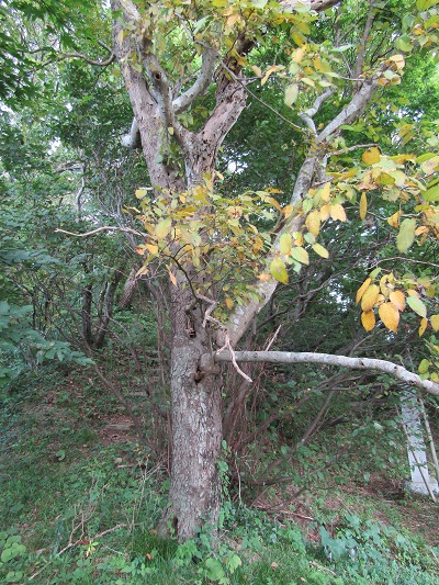 w004425rengeji6