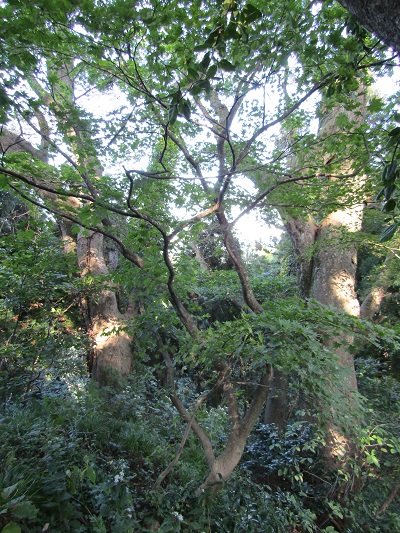 w004425rengeji7