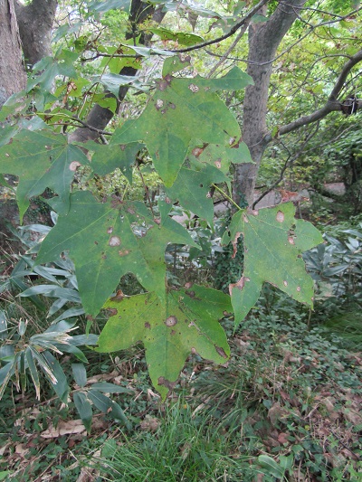 w004425rengeji8-1