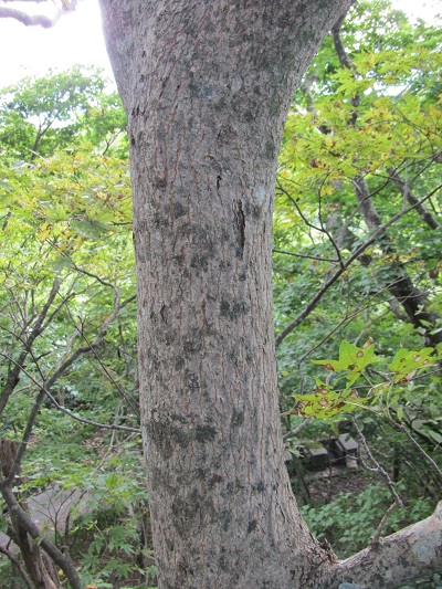 w004425rengeji8-2