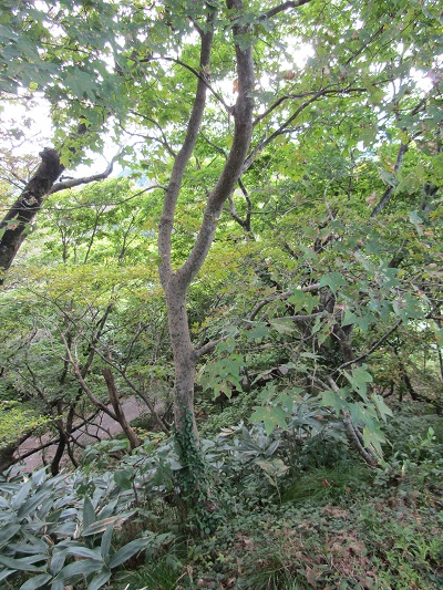 w004425rengeji8