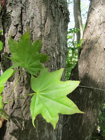 w004425rengeji9-1
