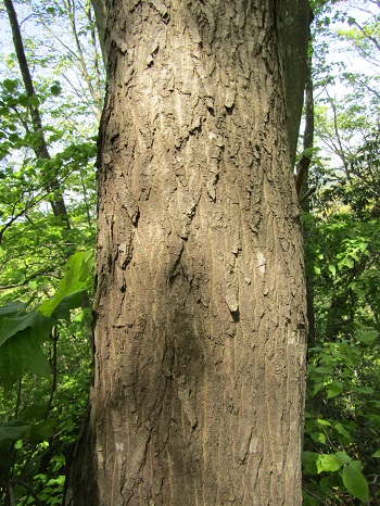 w004425rengeji9-2