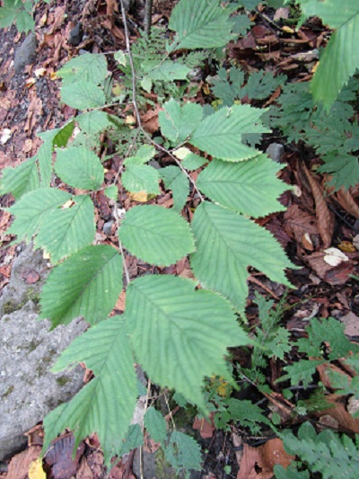 w004426oyamada9-1