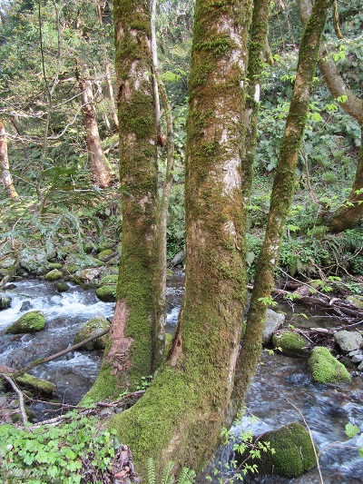 w004426oyamada9