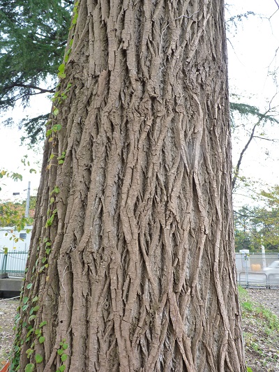 w004428jyouetu-1