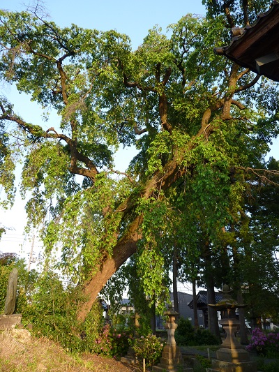 w004428jyouetuteramati