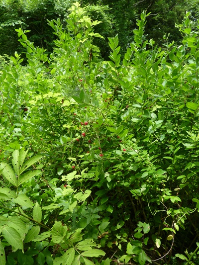 w004428simodoudou1