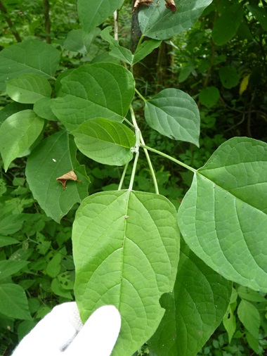 w004428simodoudou3-1