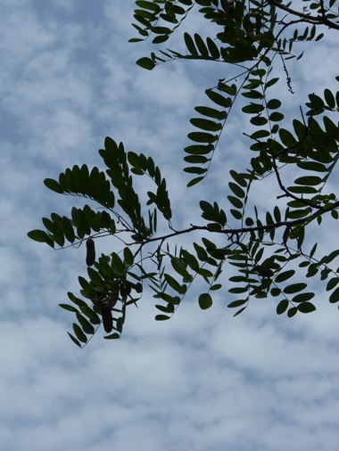 w004428simodoudou4-1