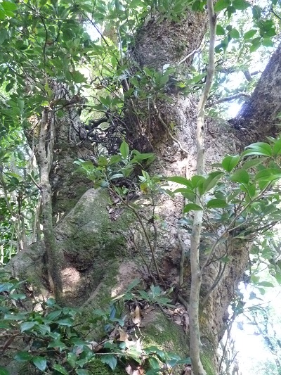 w004428tyayagahara1