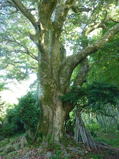 w004428tyayagahara2