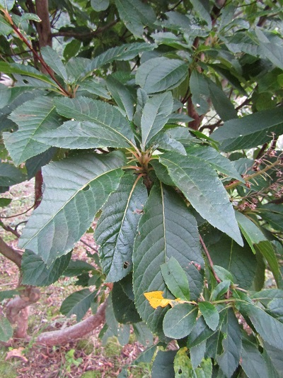 w004430ooisi-1
