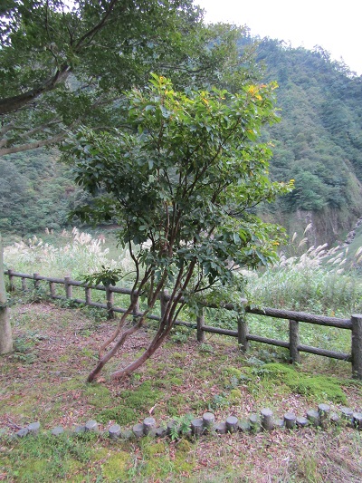 w004430ooisi