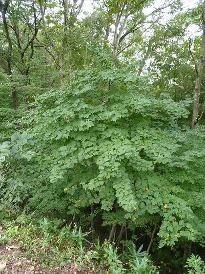 w004434minezaki