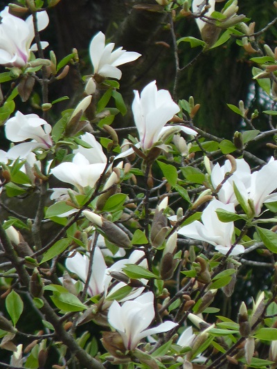 w004434minezaki1