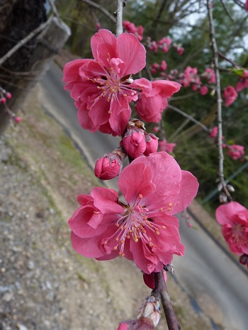 w004434minezaki2-1