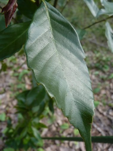 w004434motomati108-1