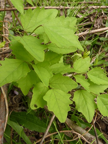 w004434motomati112-1