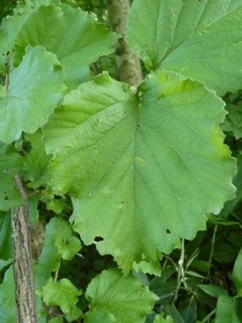 w004434motomati113-2