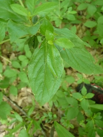 w004434motomati115-1